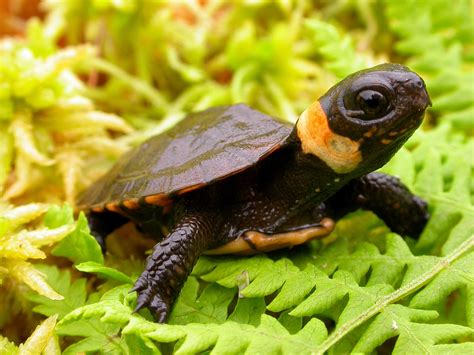The bog turtle is the smallest turtle in. . Bog turtle adaptations